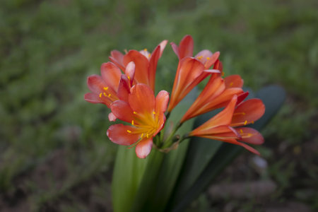 A closeup shot of red-orange natal lily with blurry grass backgroundの写真素材