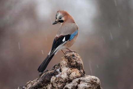 A closeup shot of a jay perched on a branch with a blurred backgroundの写真素材
