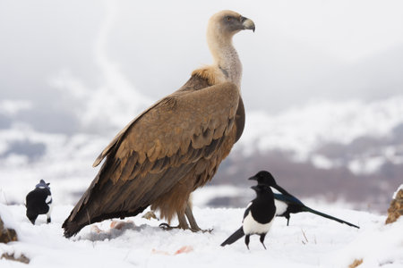 A selective focus shot of a Griffon vulture surrounded by small birds on the snow with a blurred backgroundの写真素材