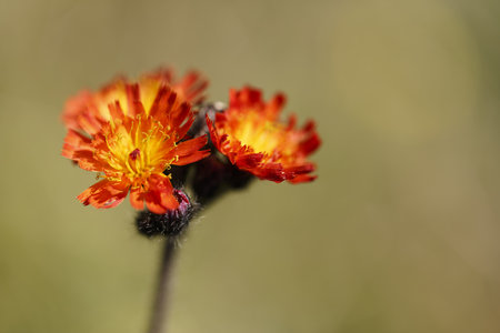 A closeup shot of orange hawkweed that blossoms with blurred background