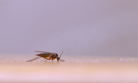A closeup selective focus shot of a locust on a white wall backgroundの写真素材