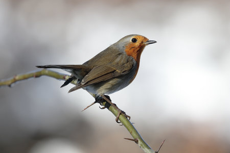 A closeup of beautiful little European robin on a prickly branch against a blurry background
