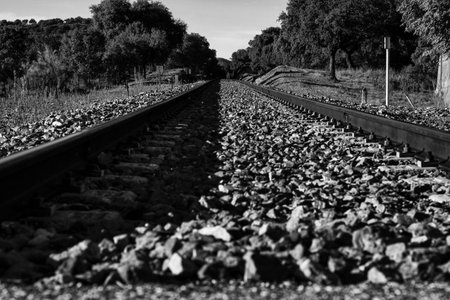 A long shot of railroad tracks and ballast lined with trees in grayscaleの写真素材