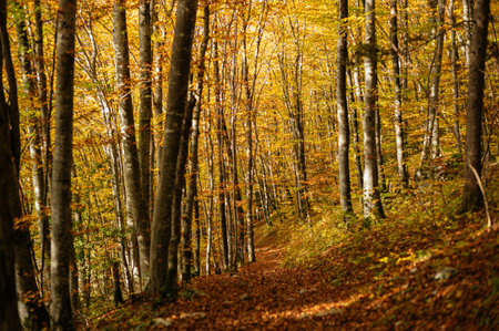 A beautiful scenery of a forest with a lot of colorful autumn trees
