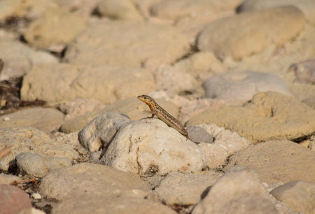 A selective focus shot of Maltese wall Lizard in Maltese Islands, Malta on a sandy rock on a...