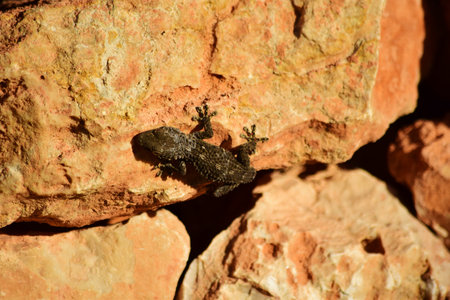 A Moorish Gecko crawling on the rocks under the sunlight at daytime in Maltaの写真素材