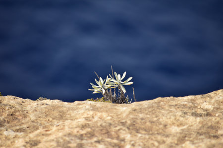 A beautiful closeup of  white flower on a cliff edgeの写真素材