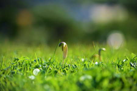 A closeup of Arisarum vulgare growing on the ground covered in greenery under the sunlight in Maltaの写真素材