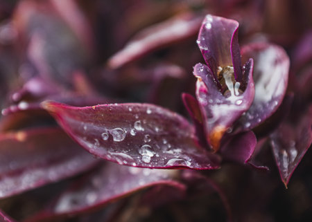 Purple plant with water drops on the leaves on a rainy spring dayの写真素材