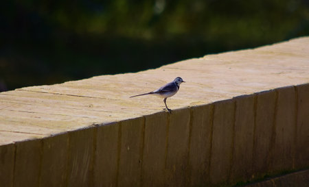 A beautiful shot of a white wagtail on a stone bench  in Maltese Island in Maltaの写真素材