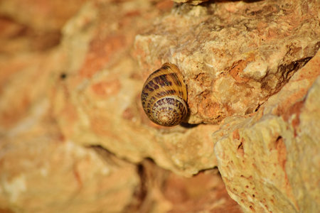 A closeup shot of a Roman snail on a cliff in Maltese Islands, Maltaの写真素材