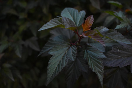 A high angle shot of dark green leaves on a bush - perfect for backgroundの写真素材