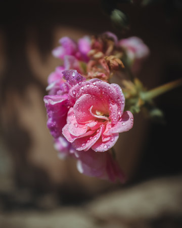 Pink flower petals with water drops on a rainy spring dayの写真素材