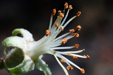 A closeup selective focus shot of a flower without petals - perfect for background