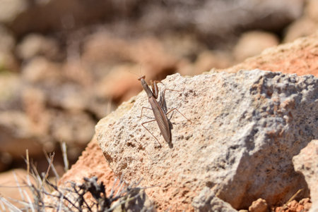 A selective focus shot of a beautiful  European praying mantis on a sandy rockの写真素材
