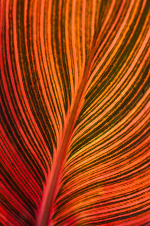 A closeup vertical shot of a beautiful colorful leaf patternsの写真素材