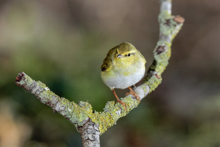 Wood warbler Phylloscopus sibilatrix on spring migration stopping over perched on branch with...