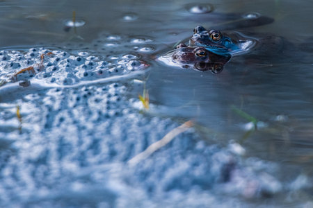 Two mating frogs in water surrounded by frog eggsの写真素材