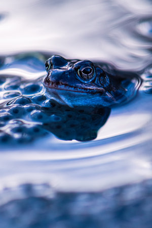 A vertical image of a frog in water surrounded by frog eggsの写真素材