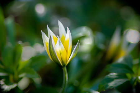 A closeup shot of a beautiful Tarda Tulip with a blurred background