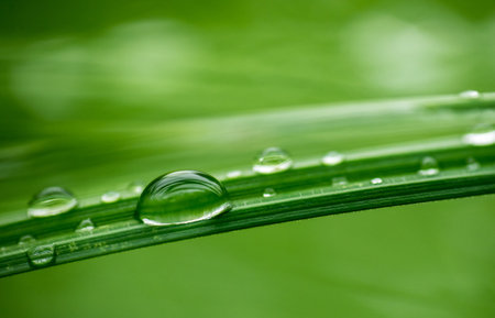 A macro shot of water droplets on a green leaf surface