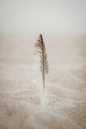 A vertical shot of a  feather on the sand