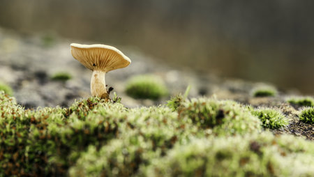 A panoramic closeup shot of a mushroom growing in the forestの写真素材