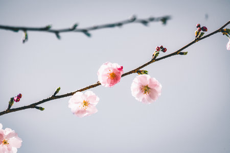 A selective focus shot of a beautiful branch with cherry blossom flowers with a grey background