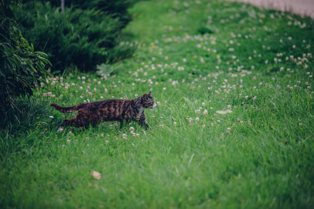 A selective focus shot of a stripped cat walking on the green grass fieldの写真素材