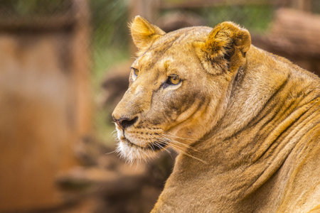 A female lion in an animal orphanage in Kenya