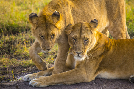 The magnificent lionesses on the grass-covered path captured in Masai Mara, Kenya