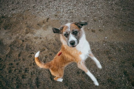 A beautiful shot of a cute brown dog on a sandy ground backgroundの写真素材