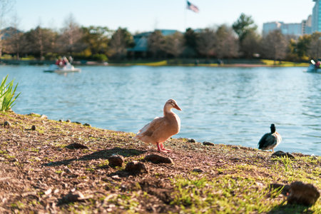 A selective focus shot of white goose on the shore of Mcgovern lake in Texasの写真素材
