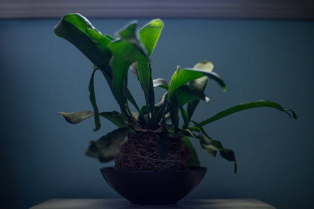 An indoor staghorn fern plant with a blue wall on the backgroundの写真素材