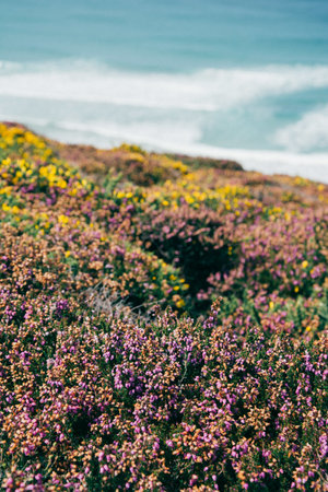 A vertical selective focus shot of purple and yellow flower fieldの写真素材