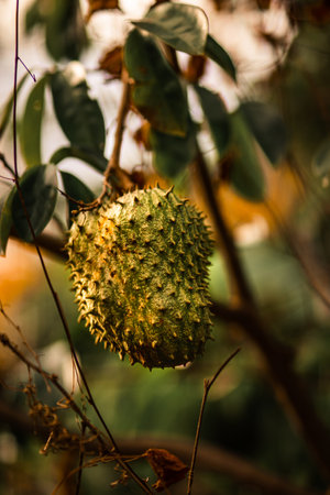 A selective focus of the  Soursop hanging from its branches taken on a sunny dayの写真素材