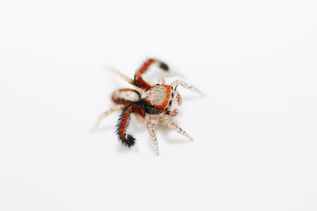 The jumping spider isolated on a white background