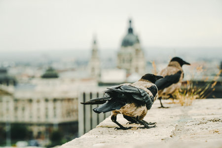 A closeup shot of two crows standing on a building roofの写真素材