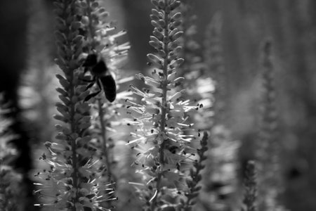 A greyscale closeup shot of a bee sitting on a plant