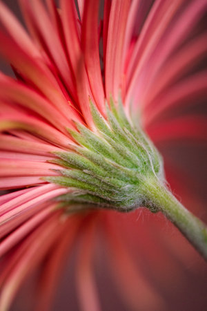 A closeup shot of a red gerbera daisy flowerの写真素材