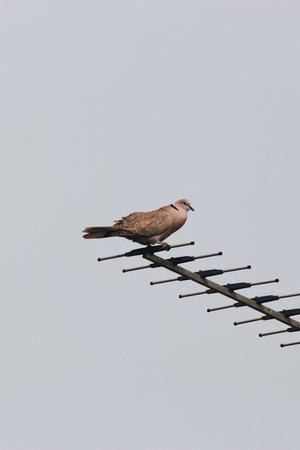 A bird sitting on an antenna with a grey sky on the backgroundの写真素材