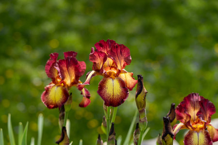 A selective focus shot of iris flowers