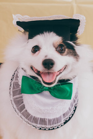 A closeup shot of a Chihuahua dog posing wearing an apron a cute green bow and looking at the cameraの写真素材