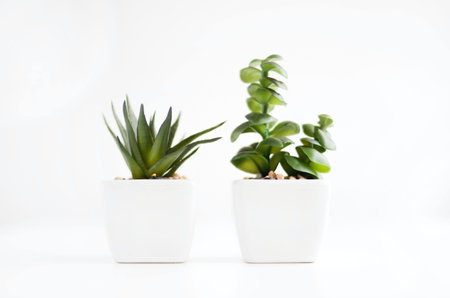 A closeup shot of two small pots plant isolated on white backgroundの写真素材