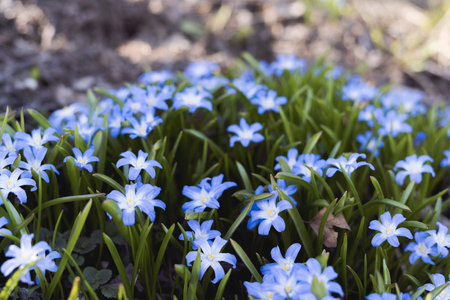 A soft focus of a patch of blue flowers in the garden