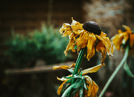 A closeup selective focus shot of withered sunflowers with greenery on the backgroundの写真素材