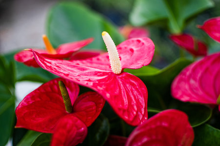 A selective focus shot of red anthurium flowers