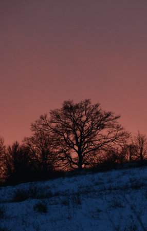 A beautiful vertical picture of a tree in the snow against a pink backgroundの写真素材
