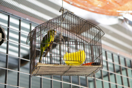 A low angle shot of a parrot asleep during his confinementの写真素材
