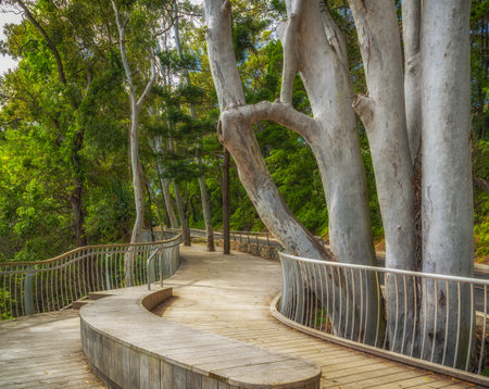 A wooden walkway surrounded by teres under the sunlight in Noosa National Park, Queensland, Australiaの写真素材